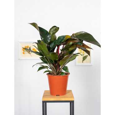Filodendron 'Congo Rojo'