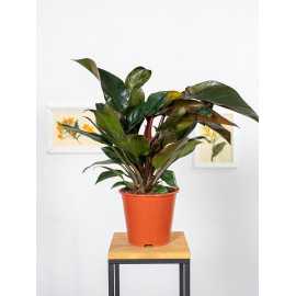 Filodendron 'Congo Rojo'