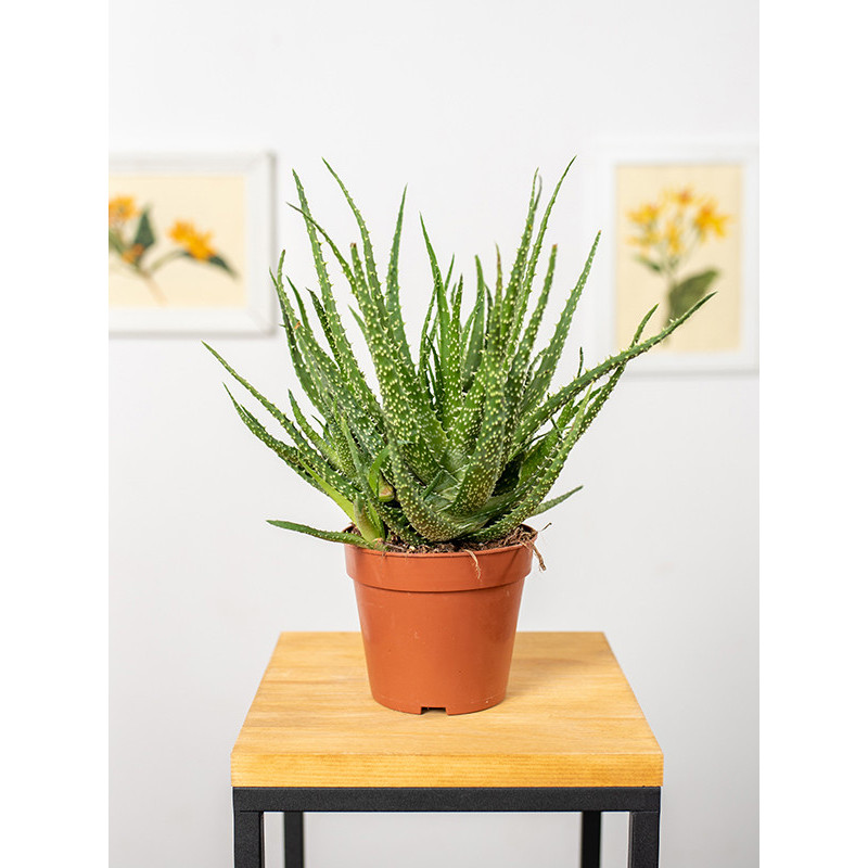 Aloes niski | Mały