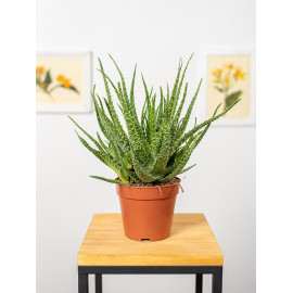 Aloes niski | Mały