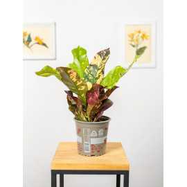 Kroton 'Magnificent'