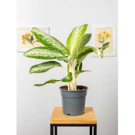 Aglaonema 'Milky Way'