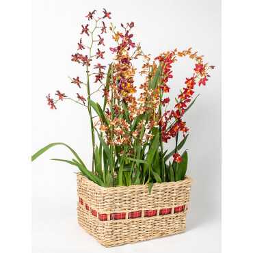 Storczyk Motylnik MIX