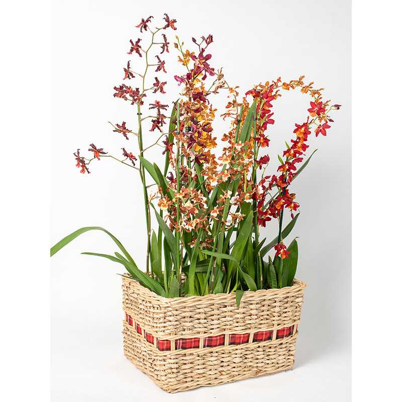 Storczyk Motylnik MIX