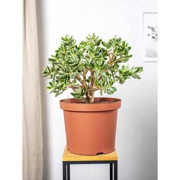 Grubosz Variegata