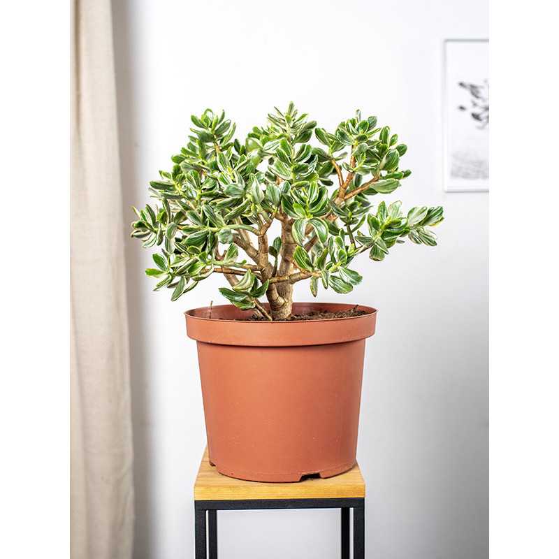 Grubosz Variegata