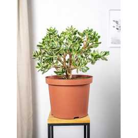 Grubosz Variegata