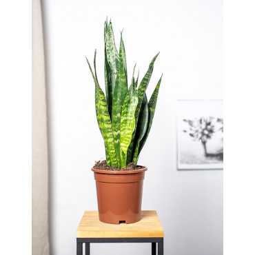 Sansewieria 'Black Coral'