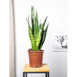 Sansewieria 'Black Coral'