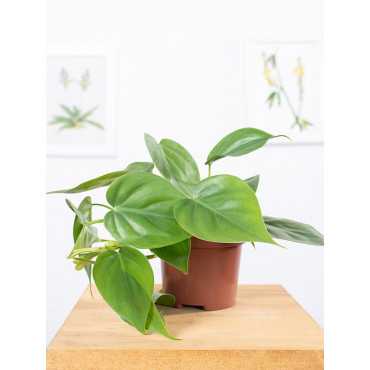 Filodendron pnący | Mały Filodendron pnący | Mały