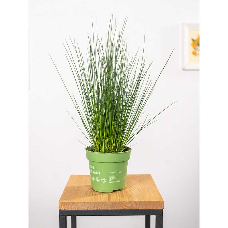 Juncus Pencil Grass