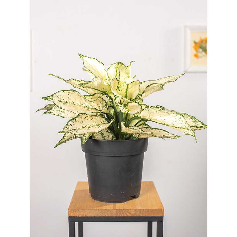 Aglaonema 'White Kiwi'