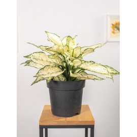 Aglaonema 'White Kiwi'
