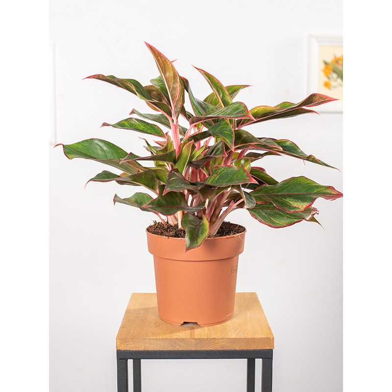 Aglaonema 'Jungle Red'