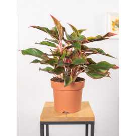 Aglaonema 'Jungle Red'