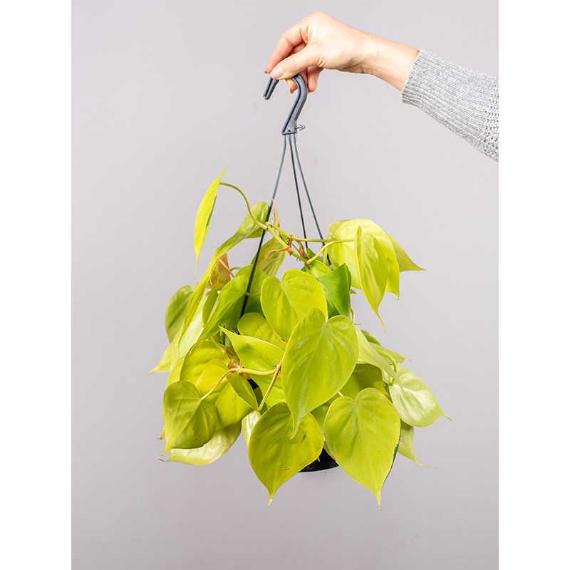 Filodendron 'Lemon Lime' | Wiszący