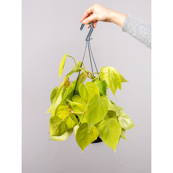 Filodendron 'Lemon Lime' | Wiszący