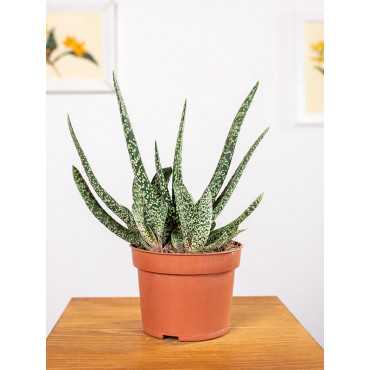 Gasteria 'Big Ben'