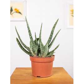 Gasteria 'Big Ben'