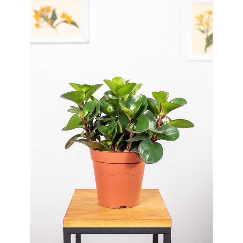 Peperomia 'Burning Bush'