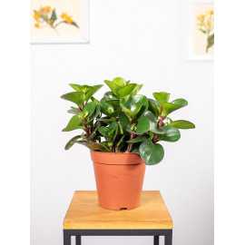 Peperomia 'Burning Bush'