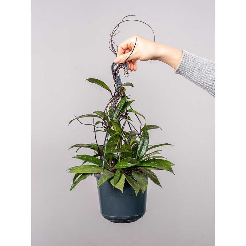 Hoja 'Shirley' | Wisząca