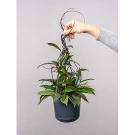 Hoja 'Shirley' | Wisząca