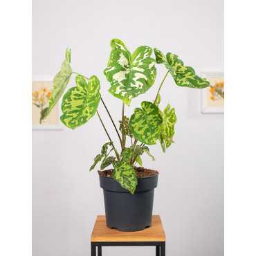 Alokazja 'Hilo Beauty'