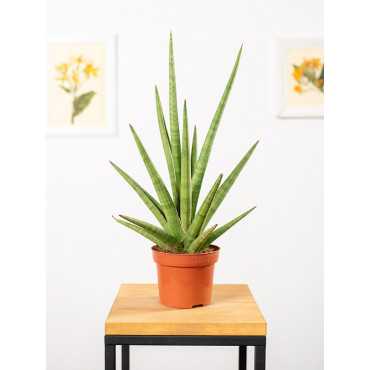 Sansewieria 'Tough Guy'