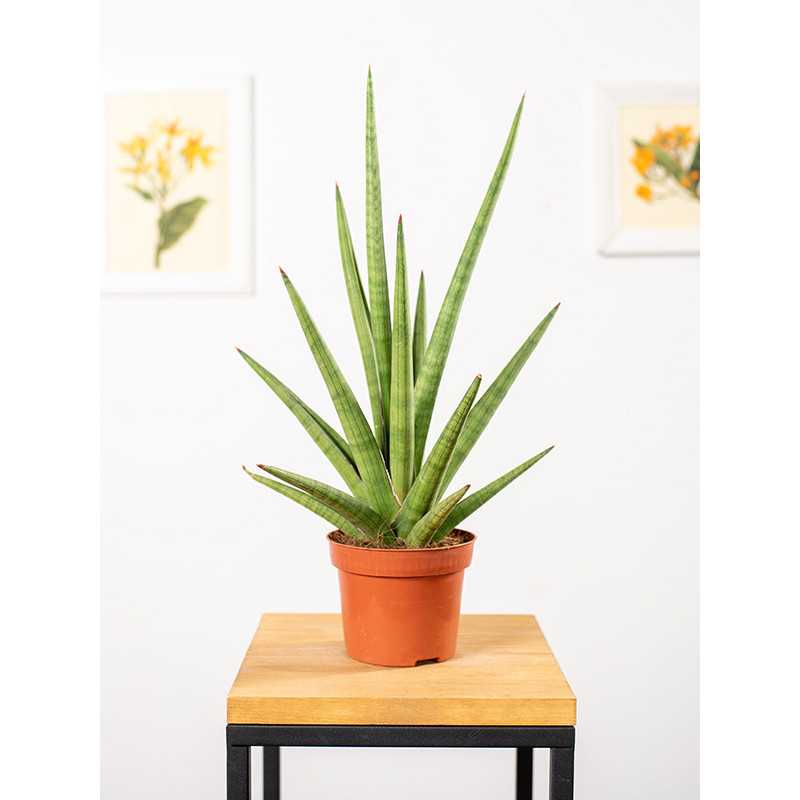 Sansewieria 'Tough Guy'