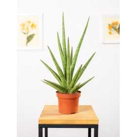 Sansewieria 'Tough Guy'