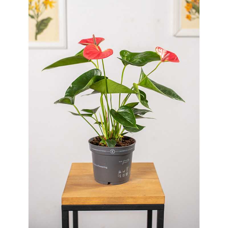 Anturium 'Cherry Love'