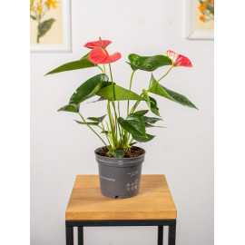 Anturium 'Cherry Love'