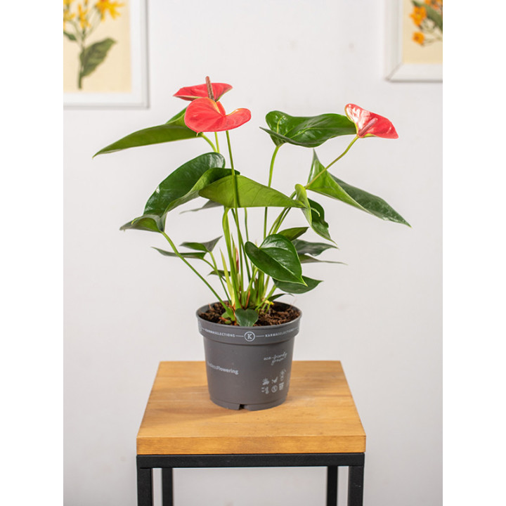 Anturium 'Cherry Love'