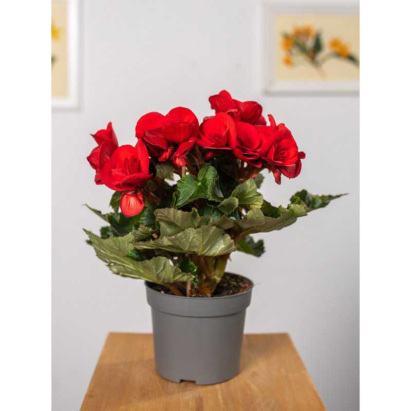 Begonia zimowa | Mała