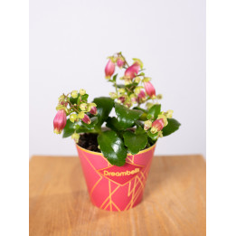 Kalanchoe 'Dream Bells'