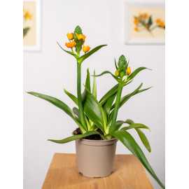 Ornitogalum Śniedek