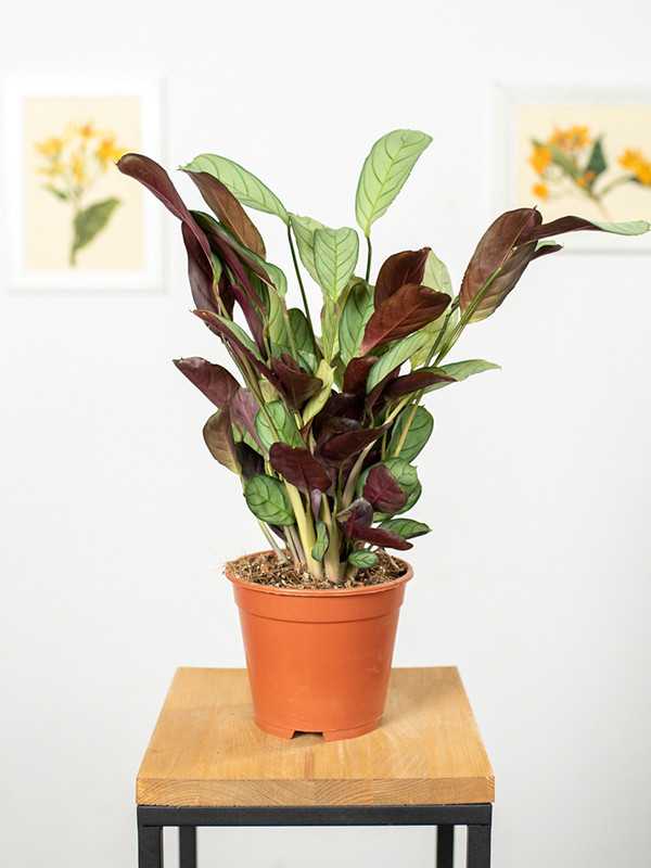 Ctenanthe 'Amagris'