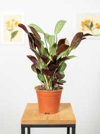 Ctenanthe 'Amagris'