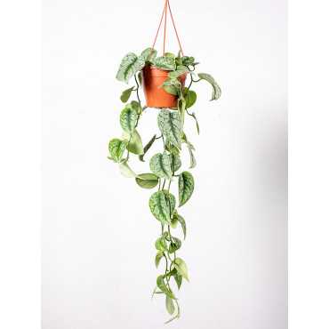 Scindapsus 'Trebie' | Wiszący