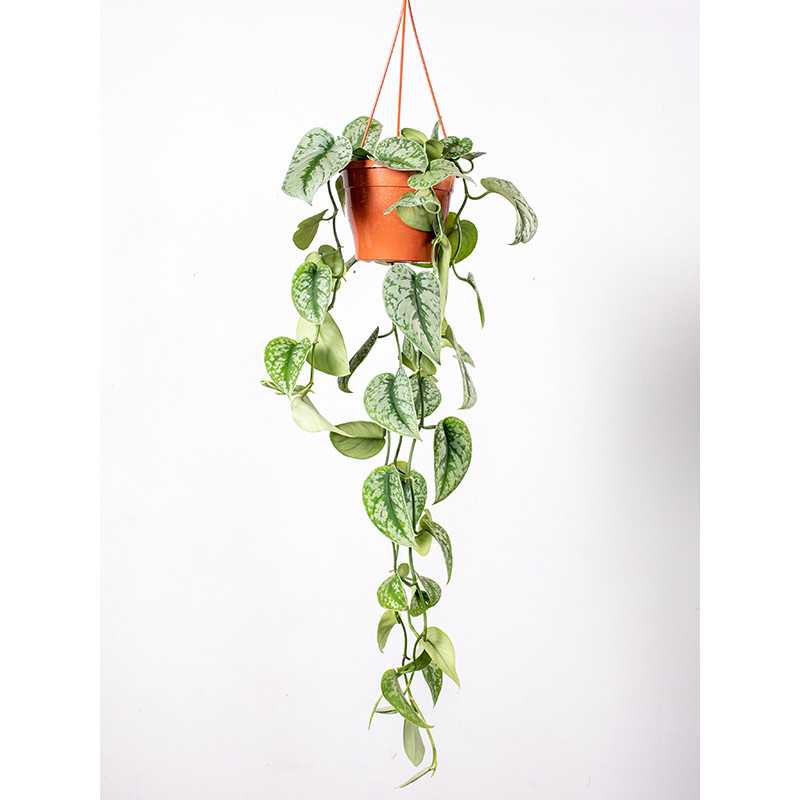 Scindapsus 'Trebie' | Wiszący