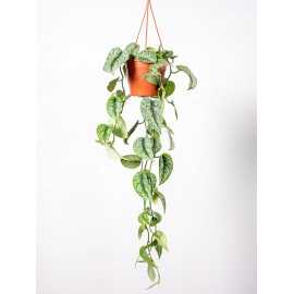 Scindapsus 'Trebie' | Wiszący