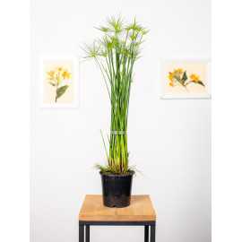 Cyperus haspan | Papirus