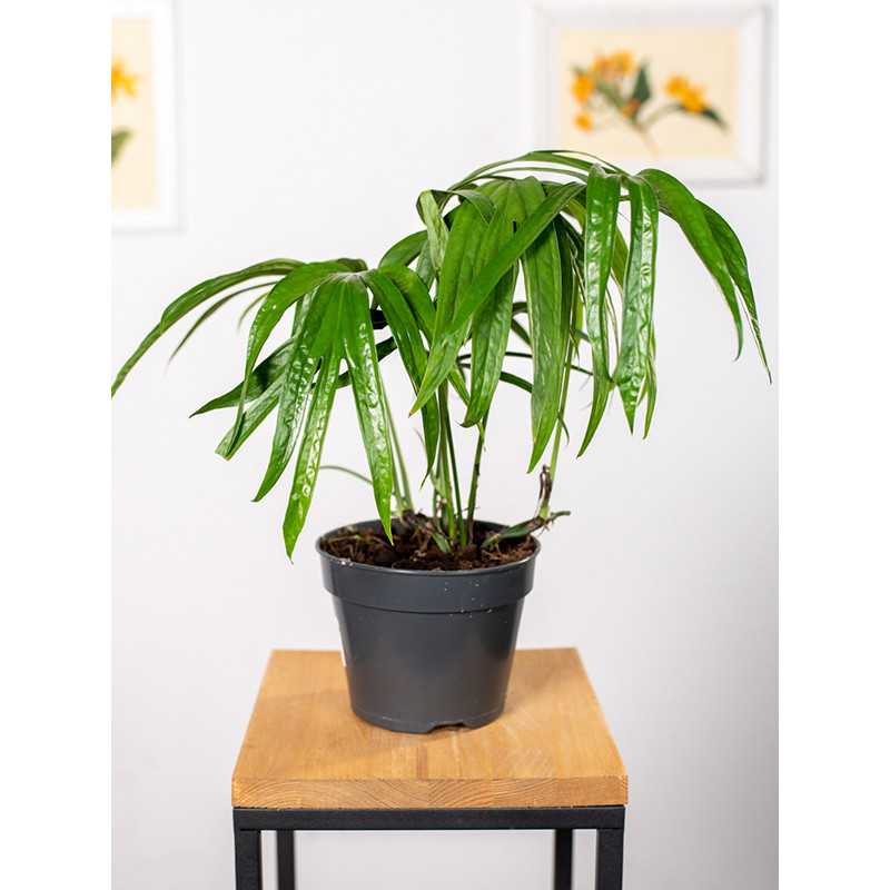 Amydrium zippelianum