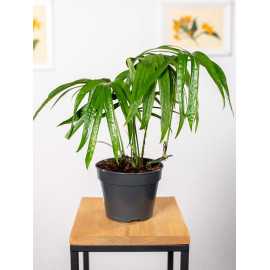 Amydrium zippelianum