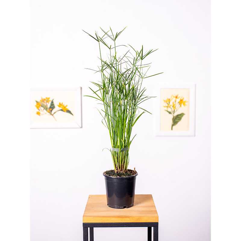 Papirus 'Jela'