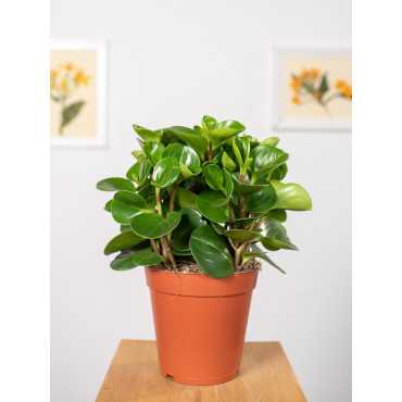 Peperomia 'Green Gold'