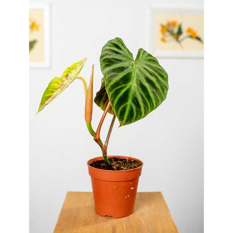 Filodendron verrucosum