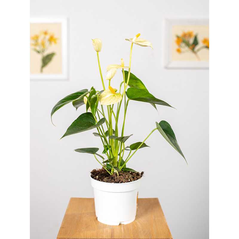 Anturium 'Yellow Champion'