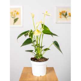 Anturium 'Yellow Champion'